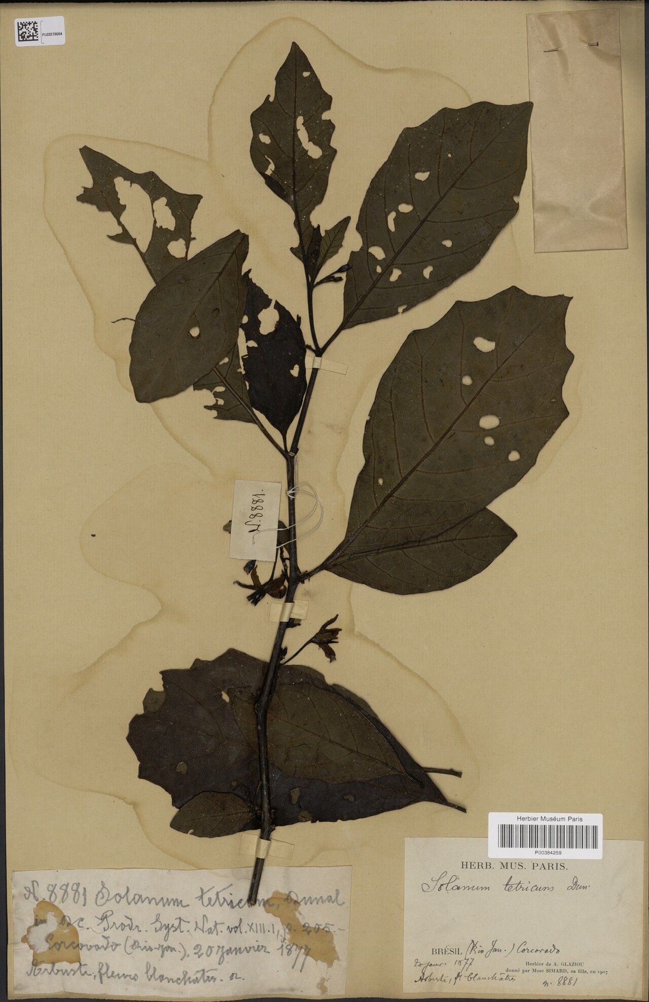 Solanum tetricum — houseplant care guide