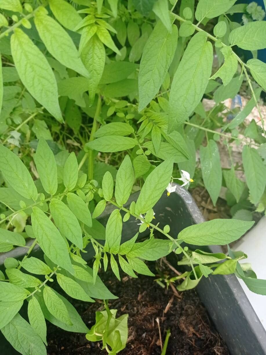 Solanum berthaultii leaf