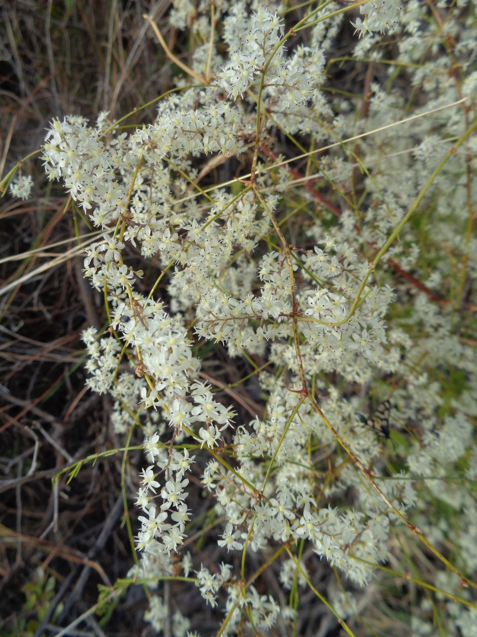 Asparagus falcatus flower