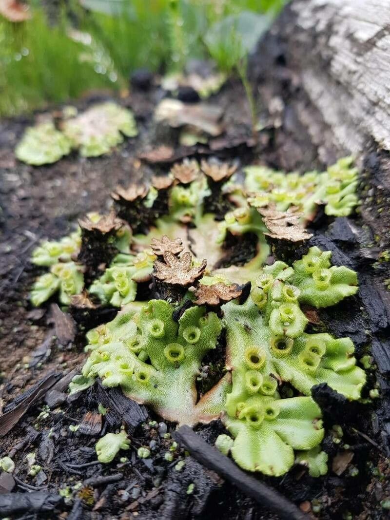 Trichomanes membranaceum — search result for 'Fern'