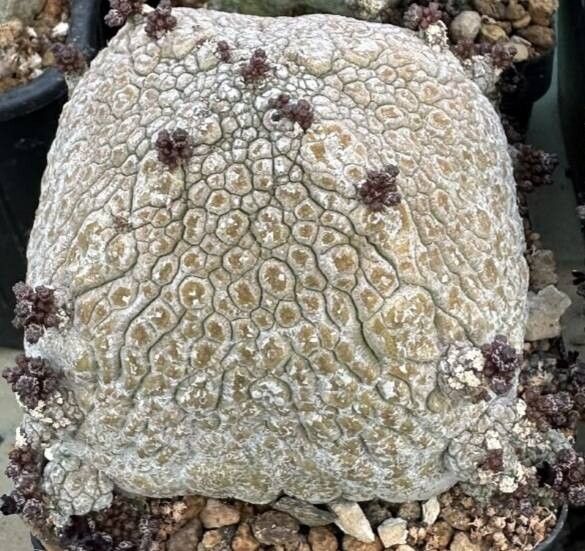 Pseudolithos harardheranus habit