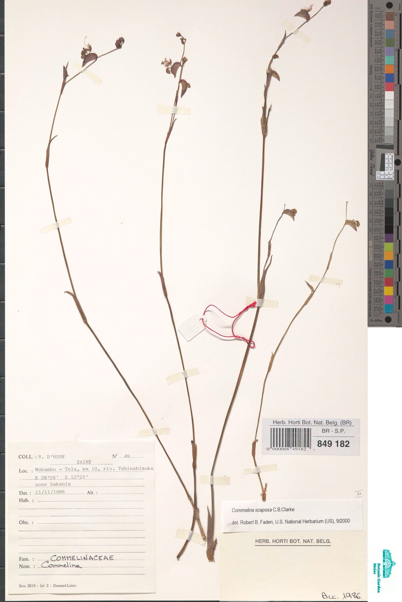 Commelina scaposa — houseplant care guide