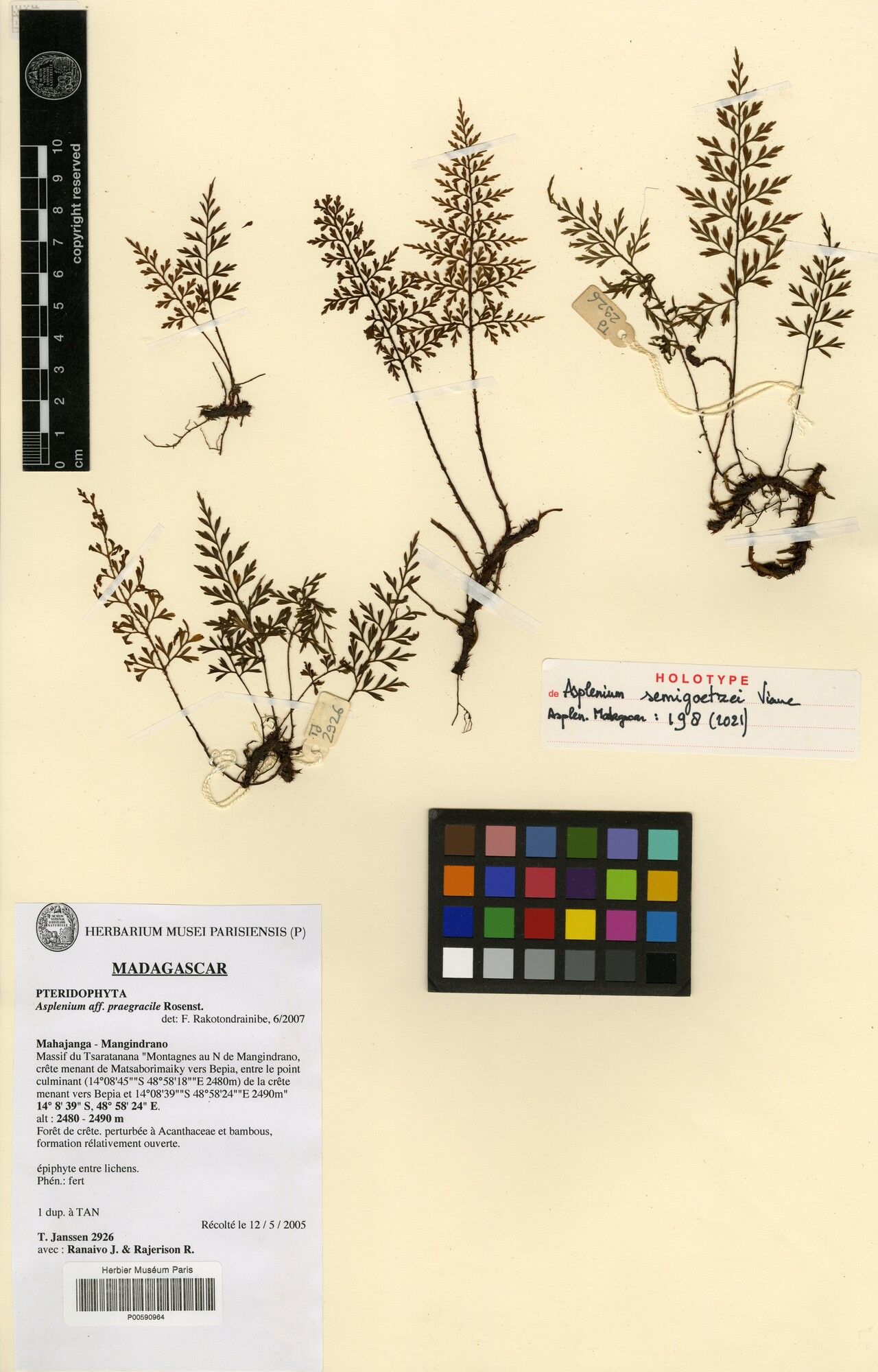 Asplenium semigoetzei — houseplant care guide