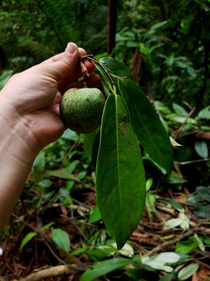 Annona amazonica leaf