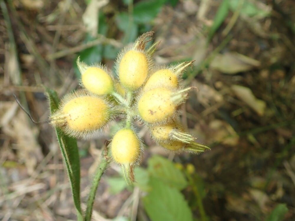 Mussaenda soyauxii — search result for 'Mussaenda'