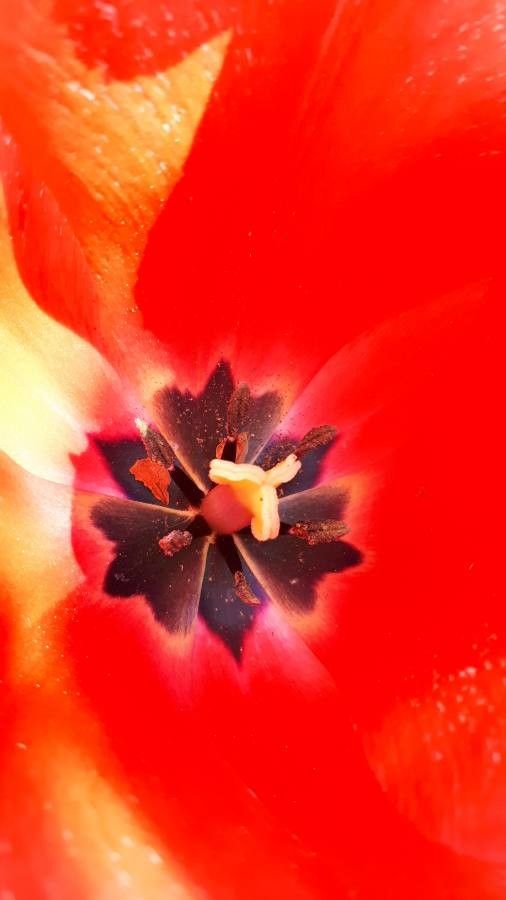 Tulipa montisandrei — search result for 'Nardostachys'