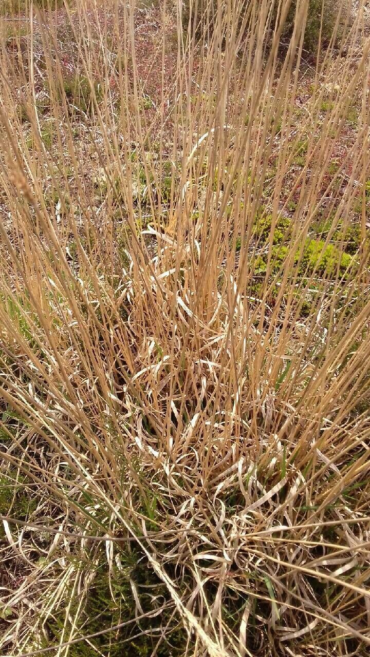 Molinia caerulea leaf