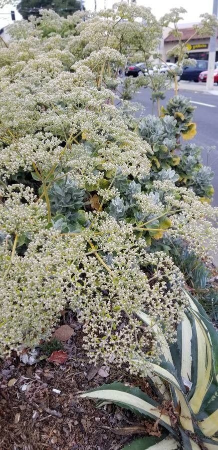 Eriogonum giganteum flower
