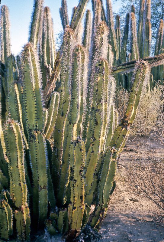 Lophocereus schottii bark