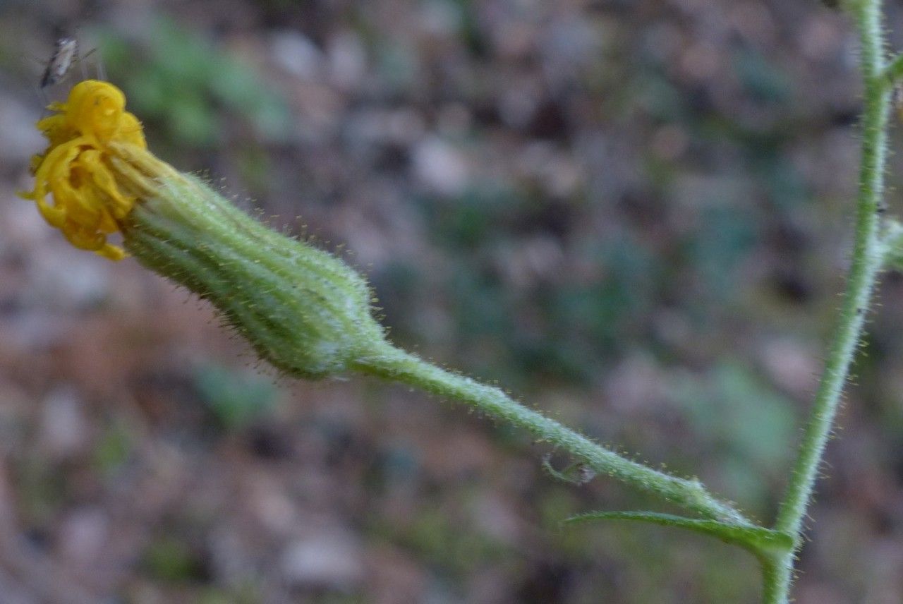 Hieracium lactucifolium flower