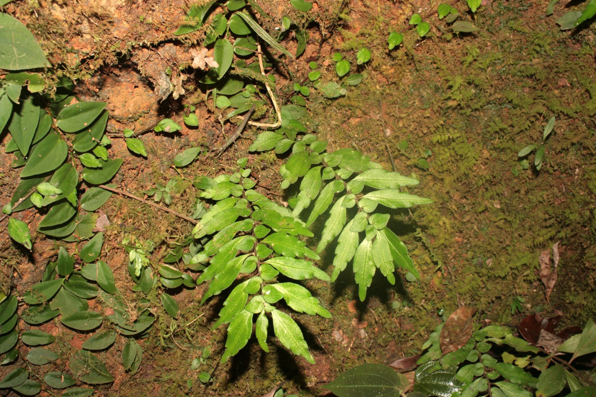 Pilea imparifolia leaf