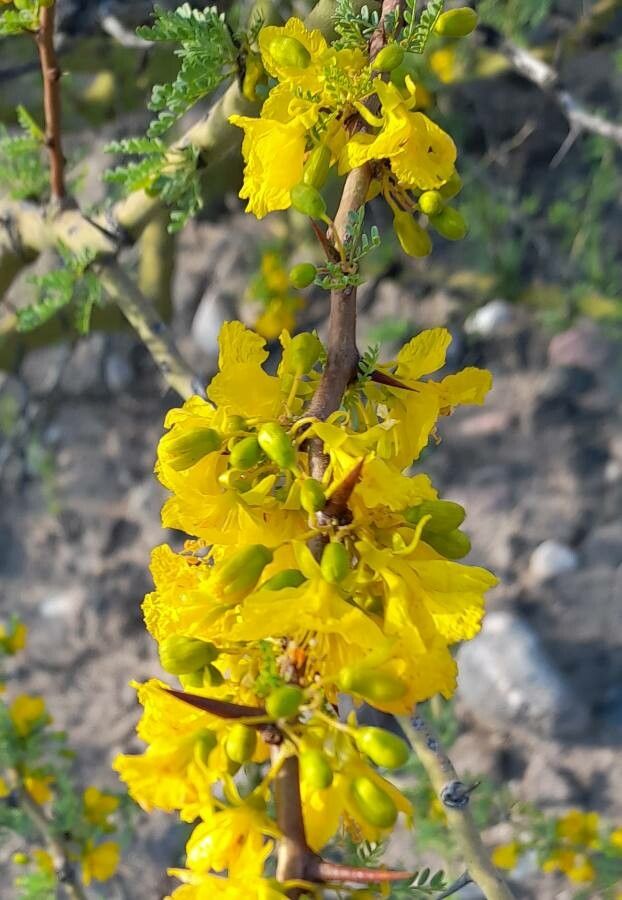 Parkinsonia praecox flower