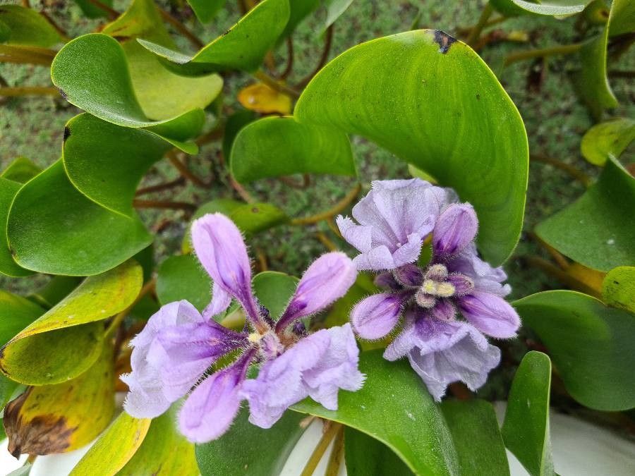Eichhornia azurea flower