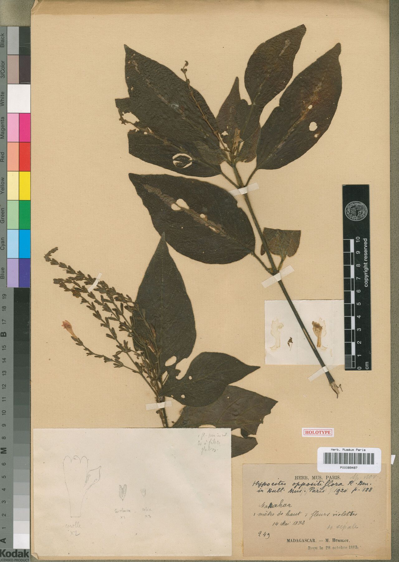 Hypoestes oppositiflora — houseplant care guide