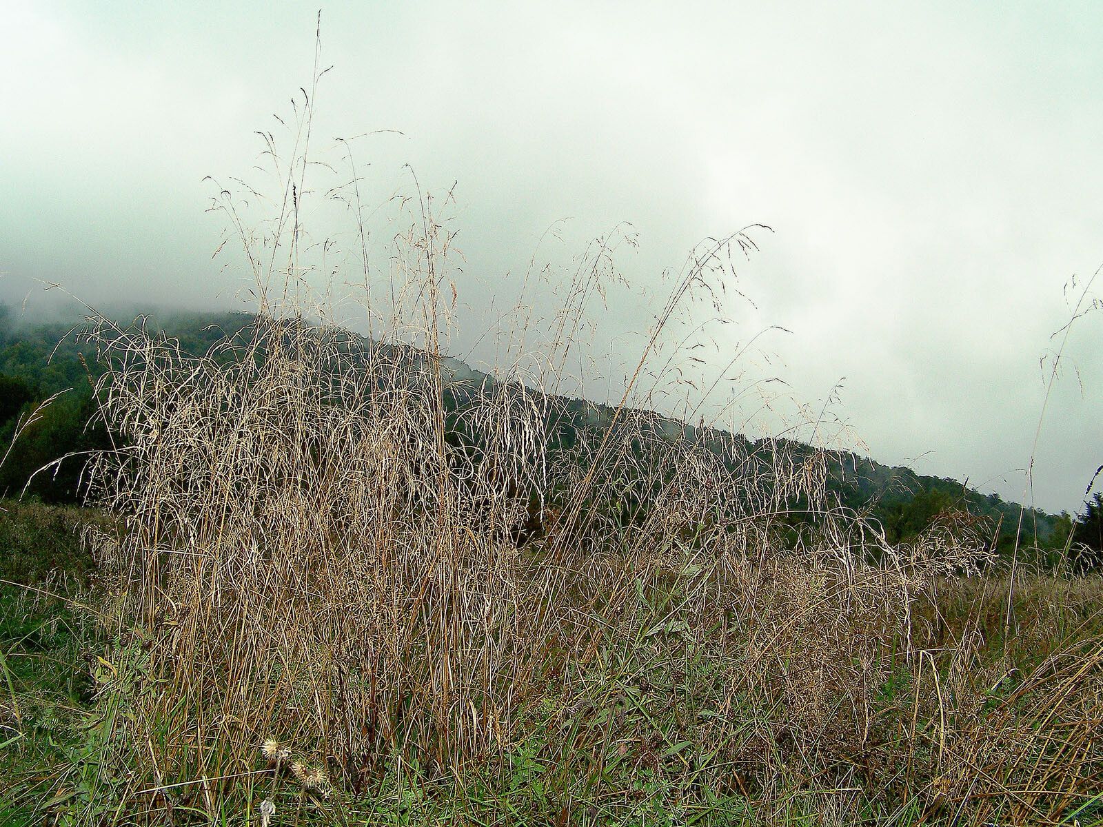 Bromopsis riparia fruit