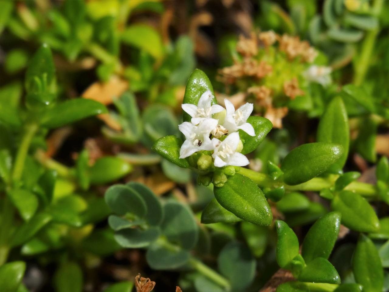 Spermacoce dussii flower