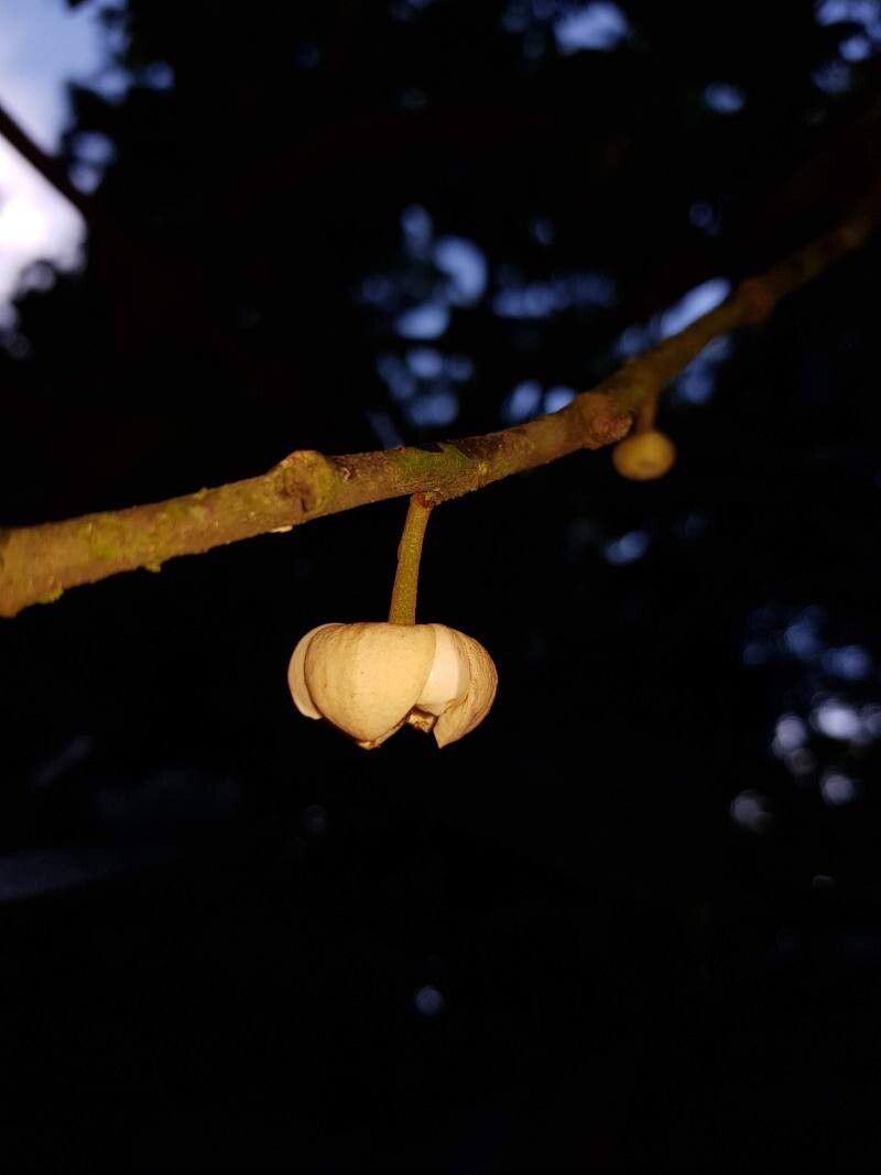 Unonopsis storkii flower