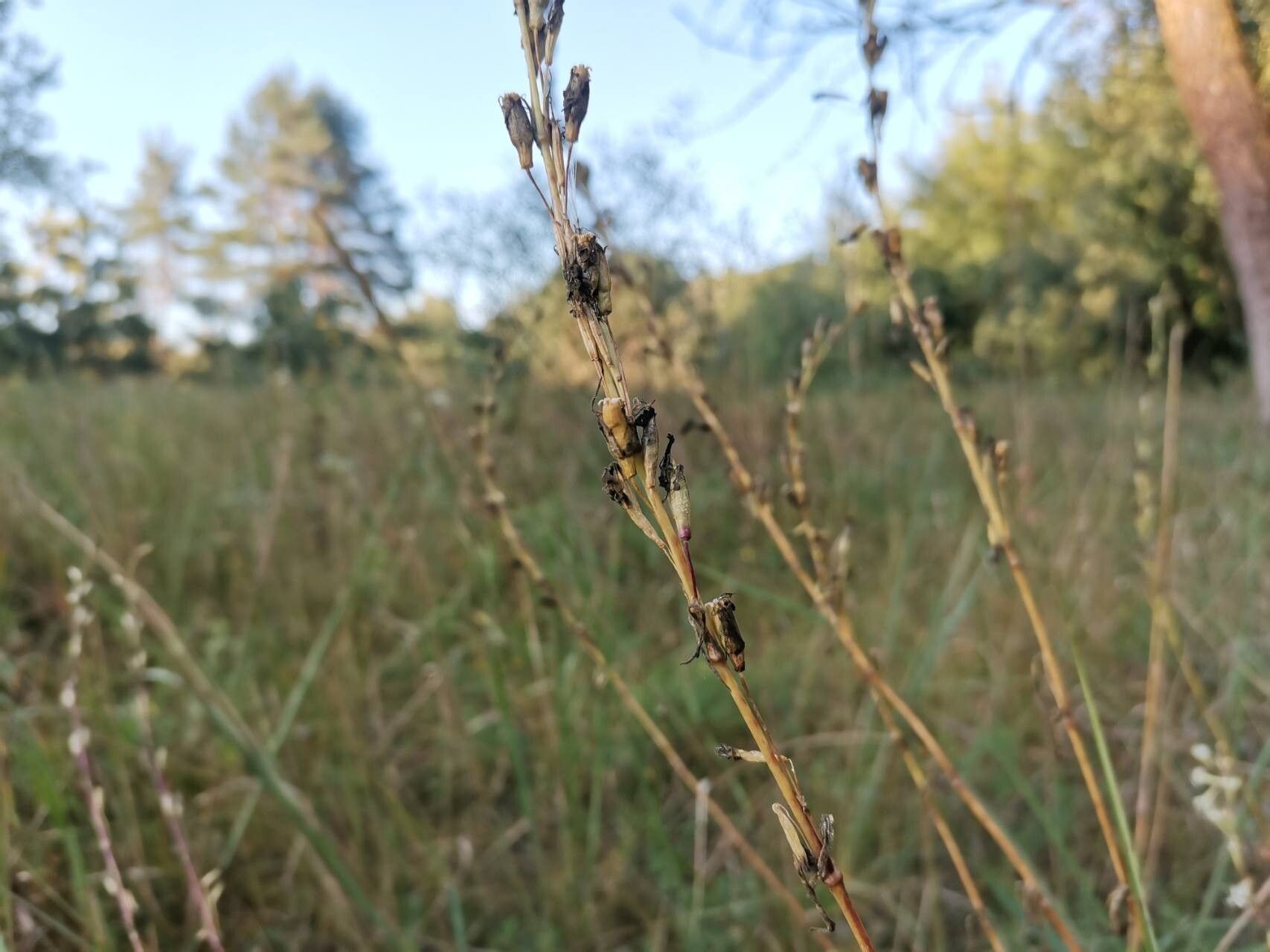 Silene tatarica fruit