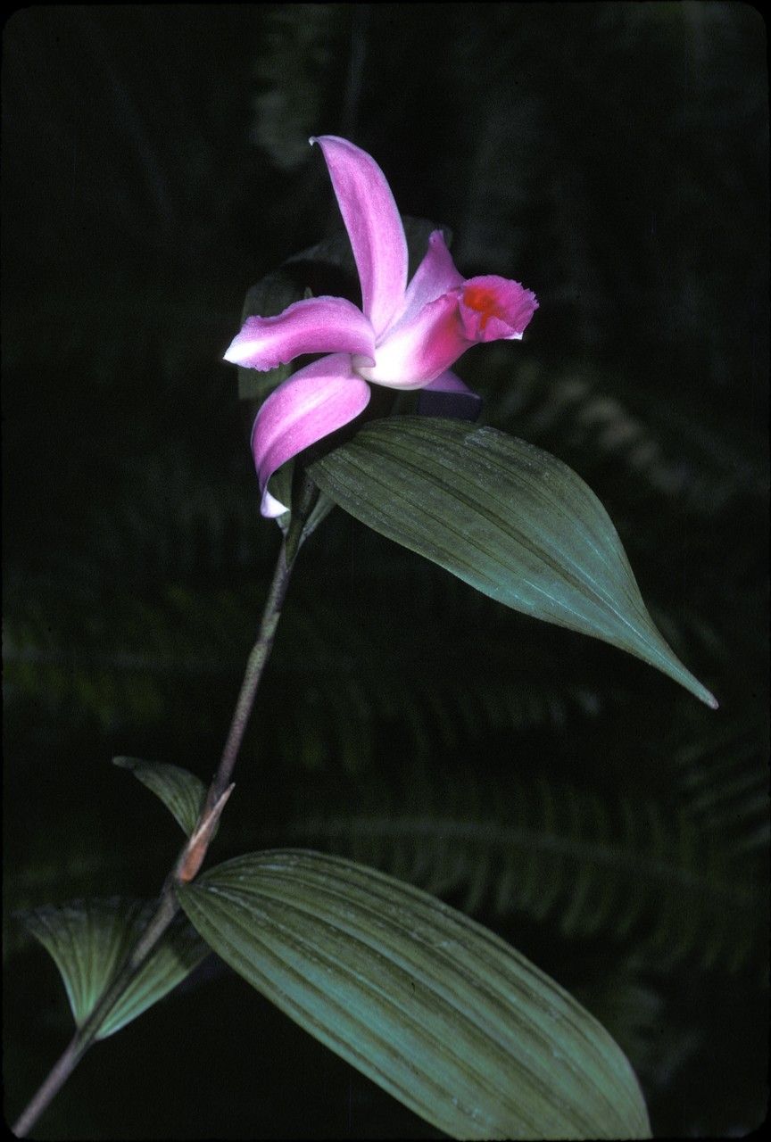 Sobralia violacea — houseplant care guide
