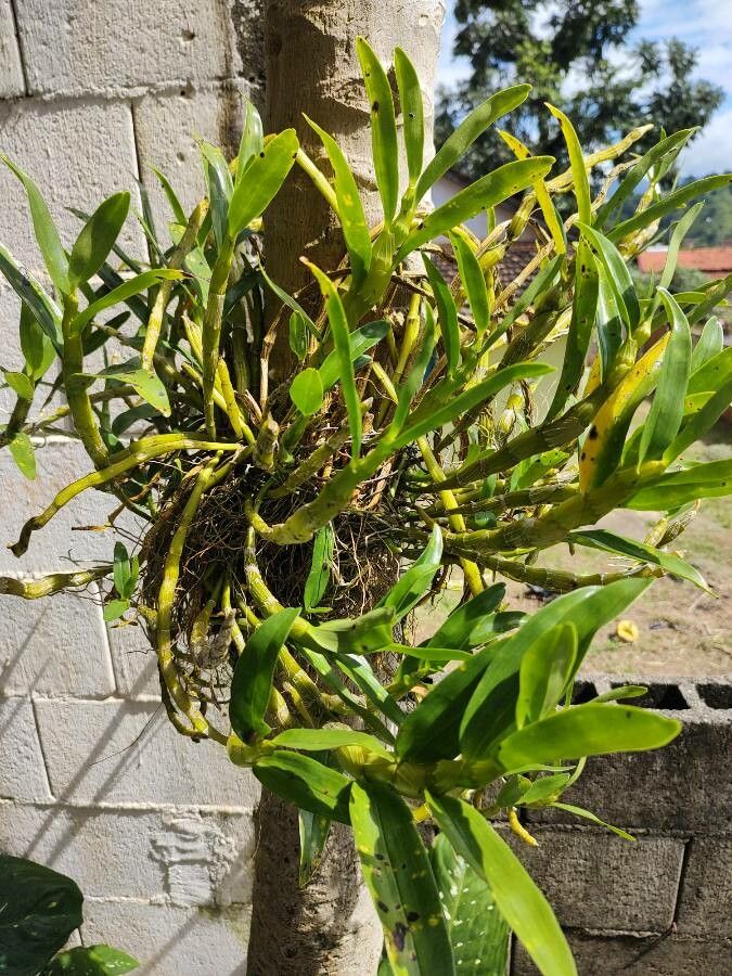 Epidendrum rigidum leaf