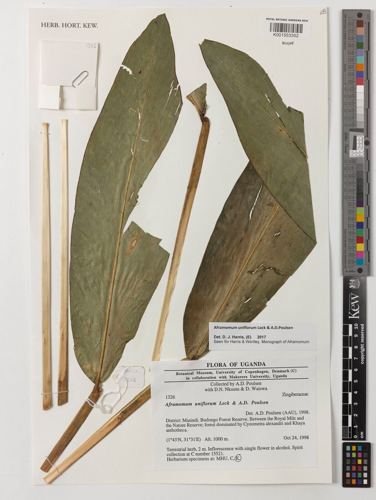 Aframomum uniflorum — houseplant care guide