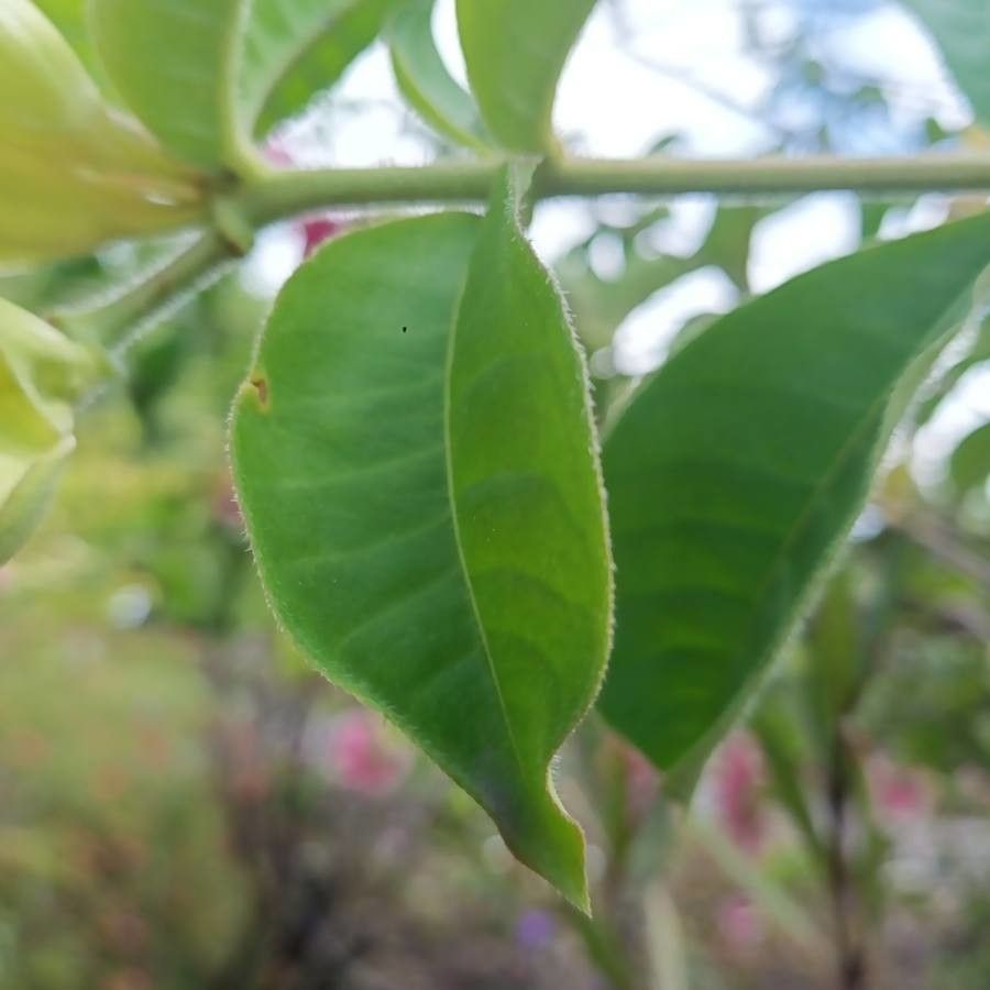 Allamanda violacea — large blooms houseplant