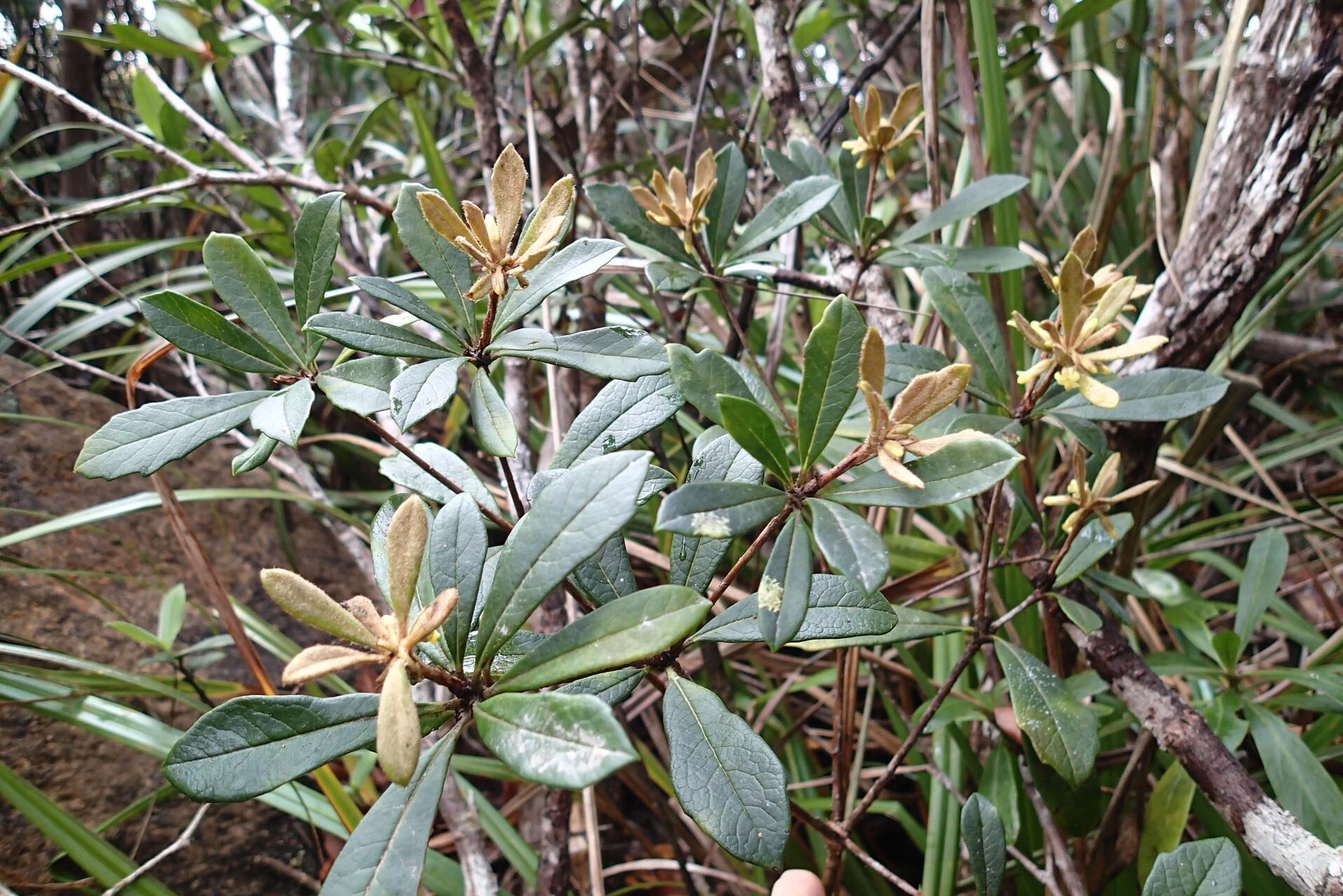 Pittosporum xanthanthum — search result for 'Pittosporum'