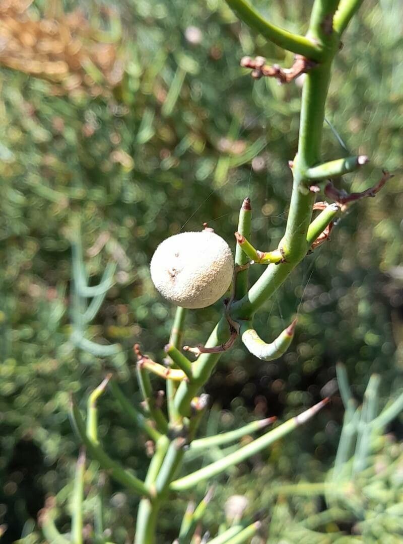 Retanilla patagonica fruit
