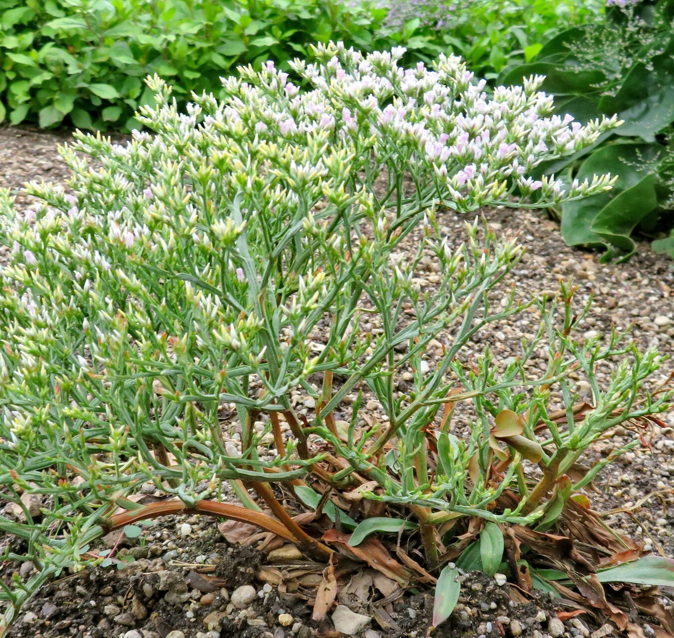 Goniolimon incanum — related species from the same genus