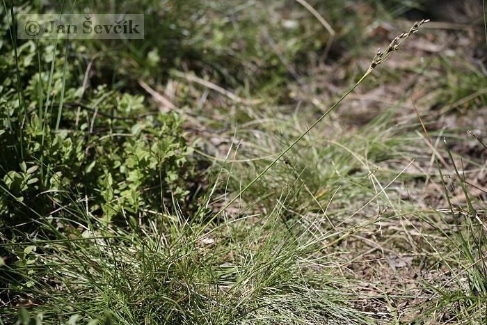 Juncus gerardii habit