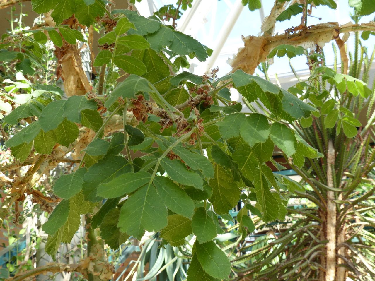Commiphora marlothii leaf