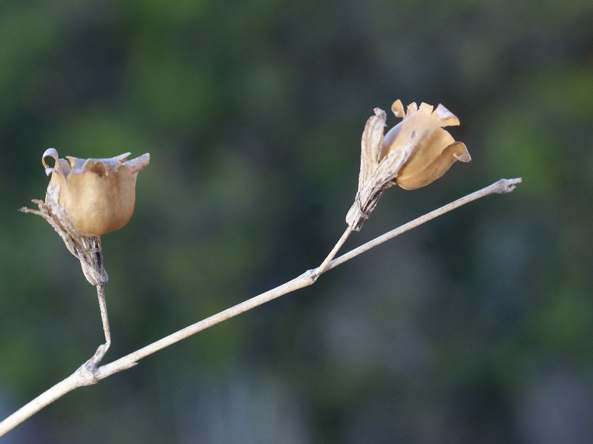 Silene secundiflora fruit