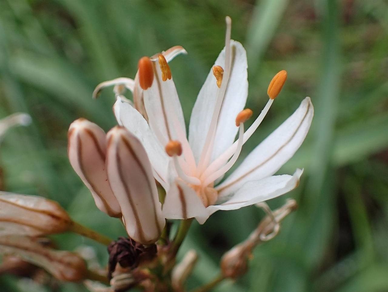 Asphodelus macrocarpus flower