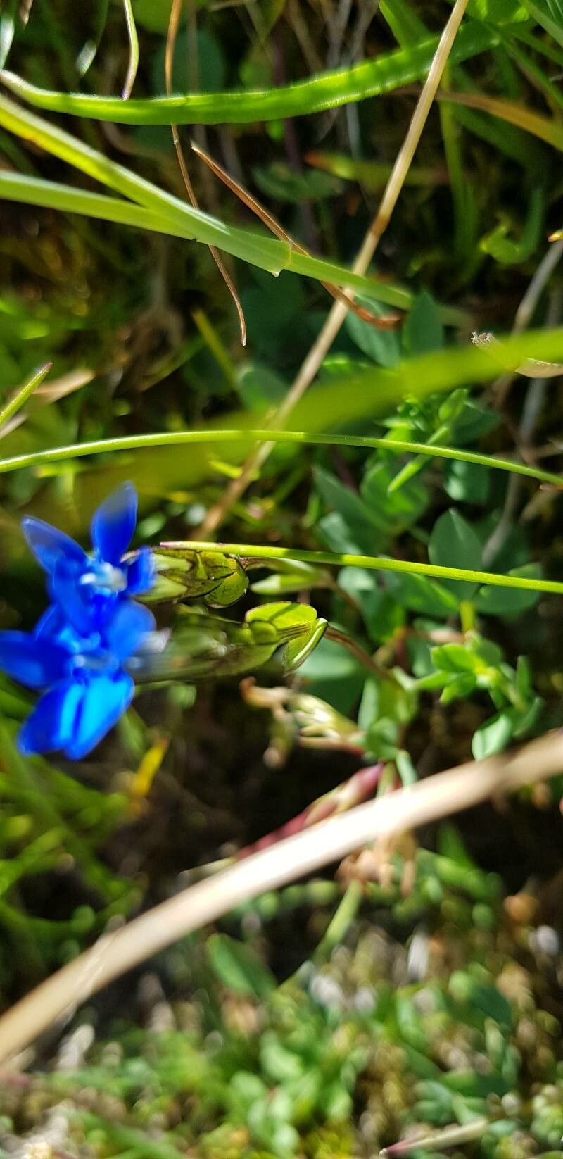 Gentiana nivalis leaf