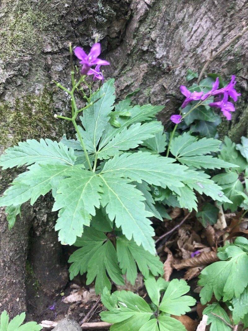 Cardamine glanduligera — search result for 'Cardamine'