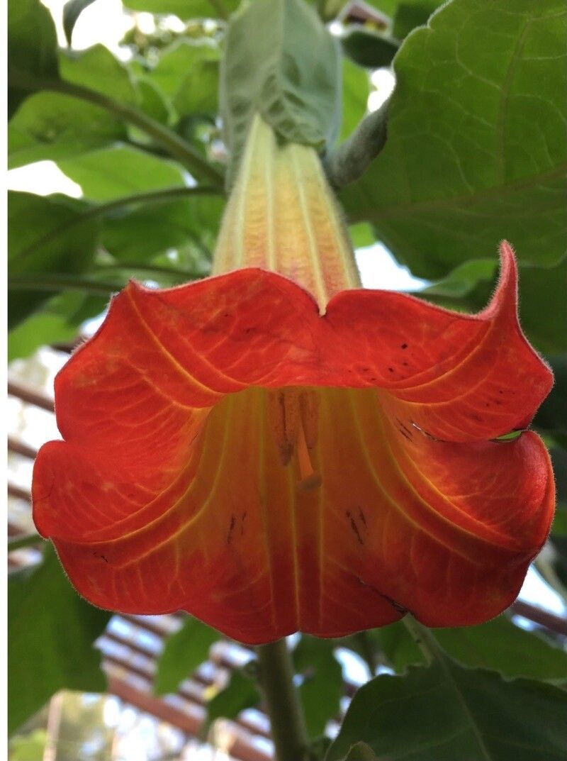 Brugmansia sanguinea flower