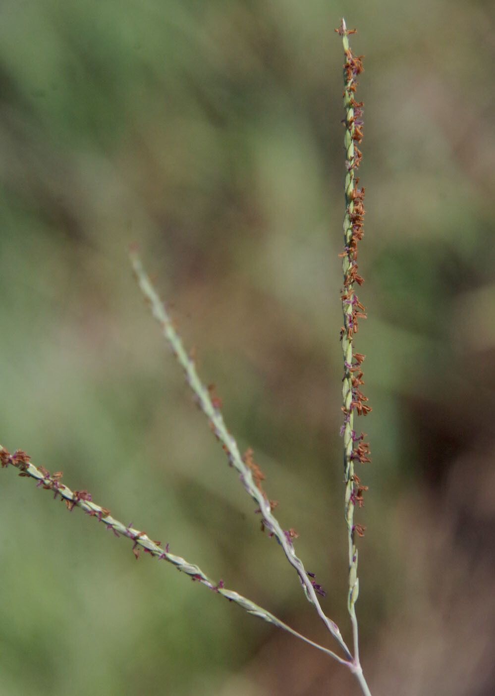 Digitaria didactyla flower