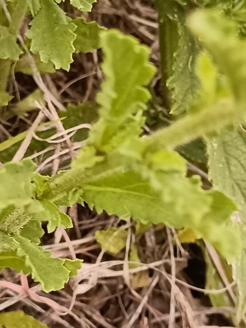 Nidorella podocephala — houseplant care guide