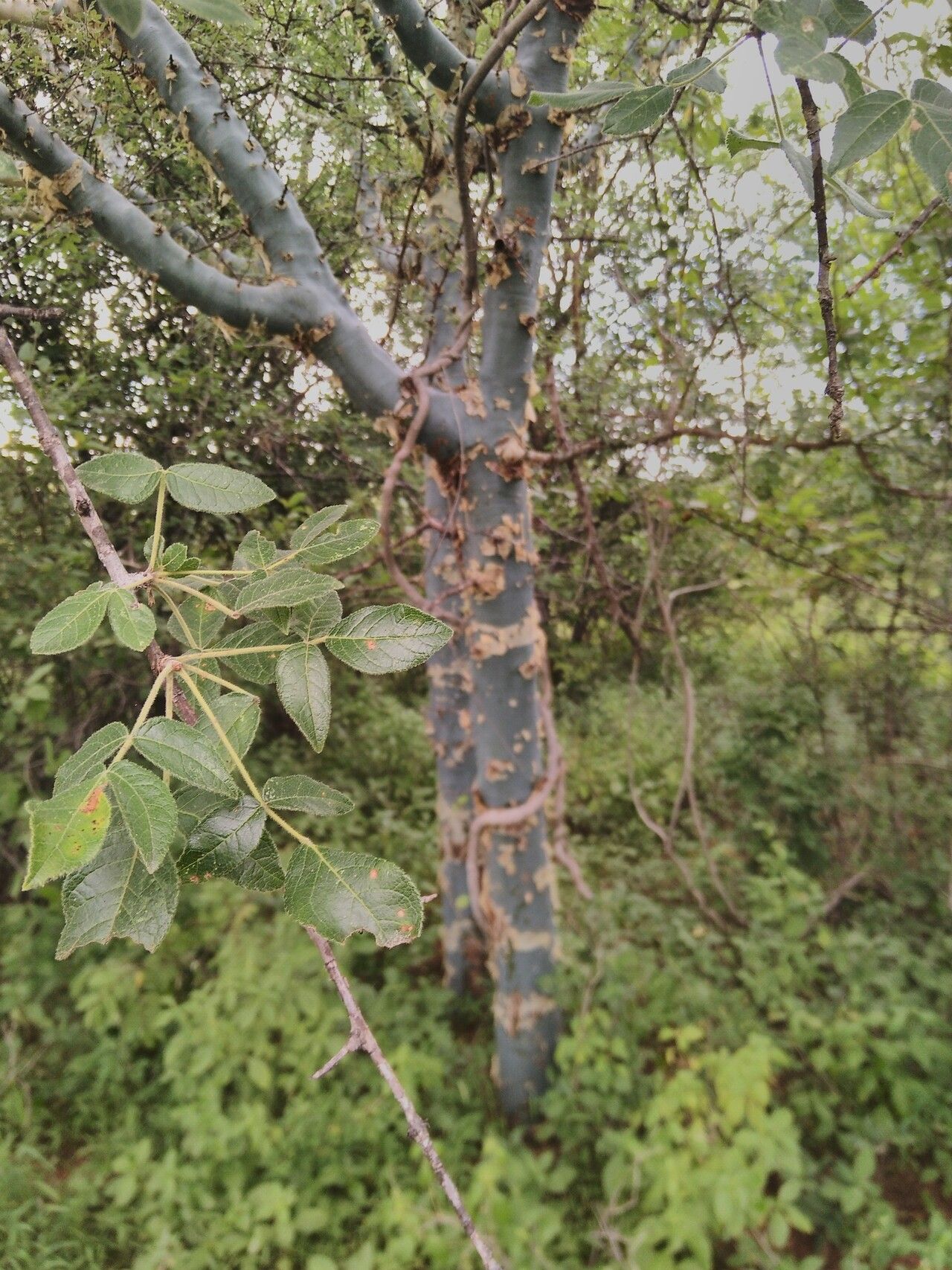 Commiphora caerulea — houseplant care guide