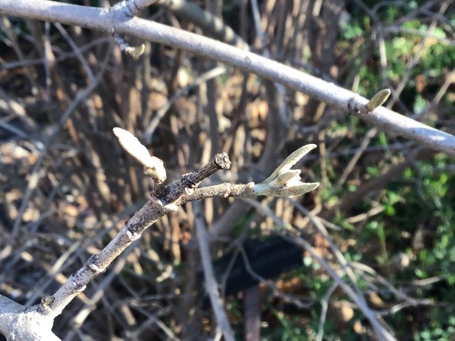Viburnum buddleifolium leaf
