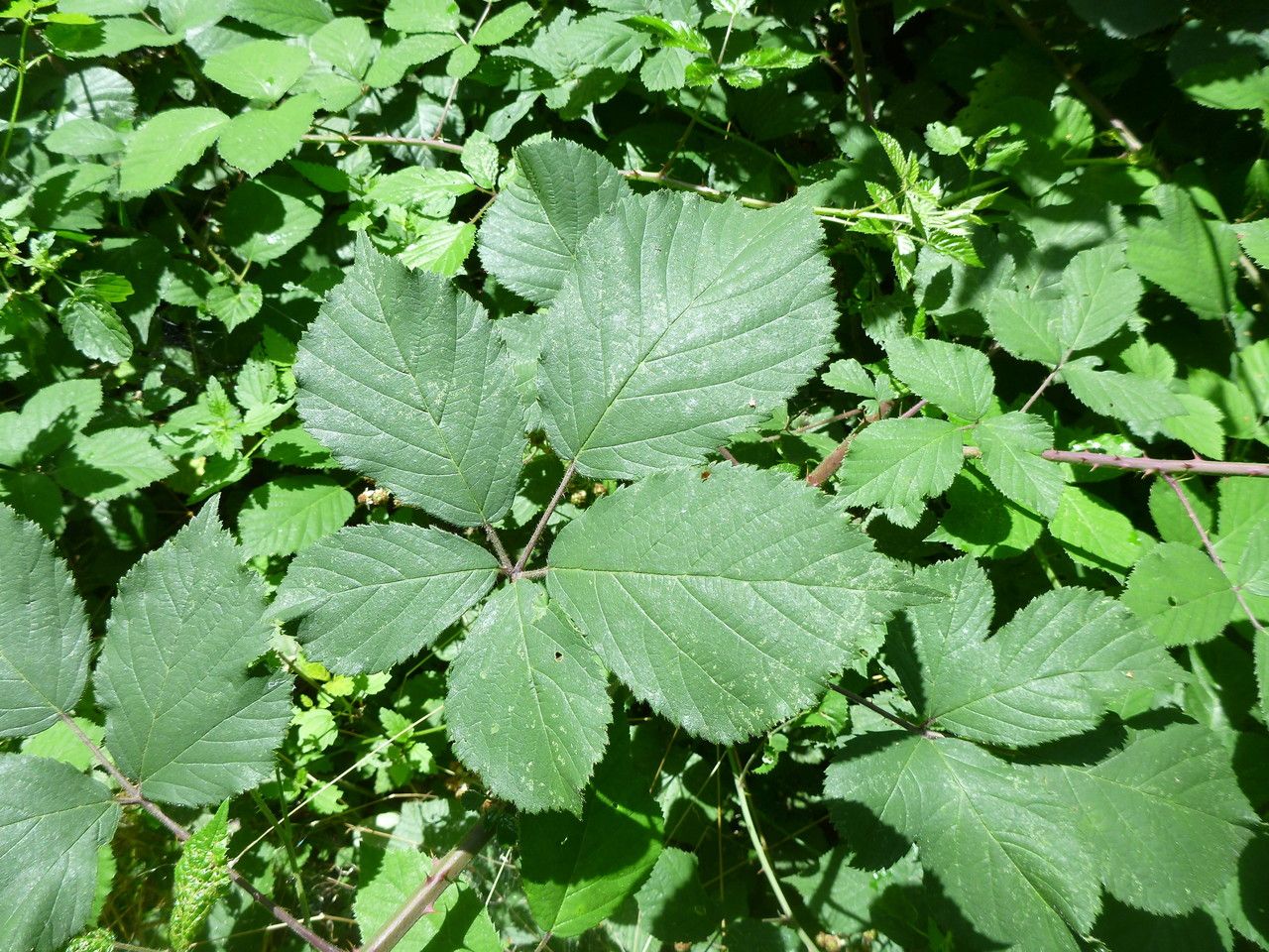 Rubus guestphalicus leaf