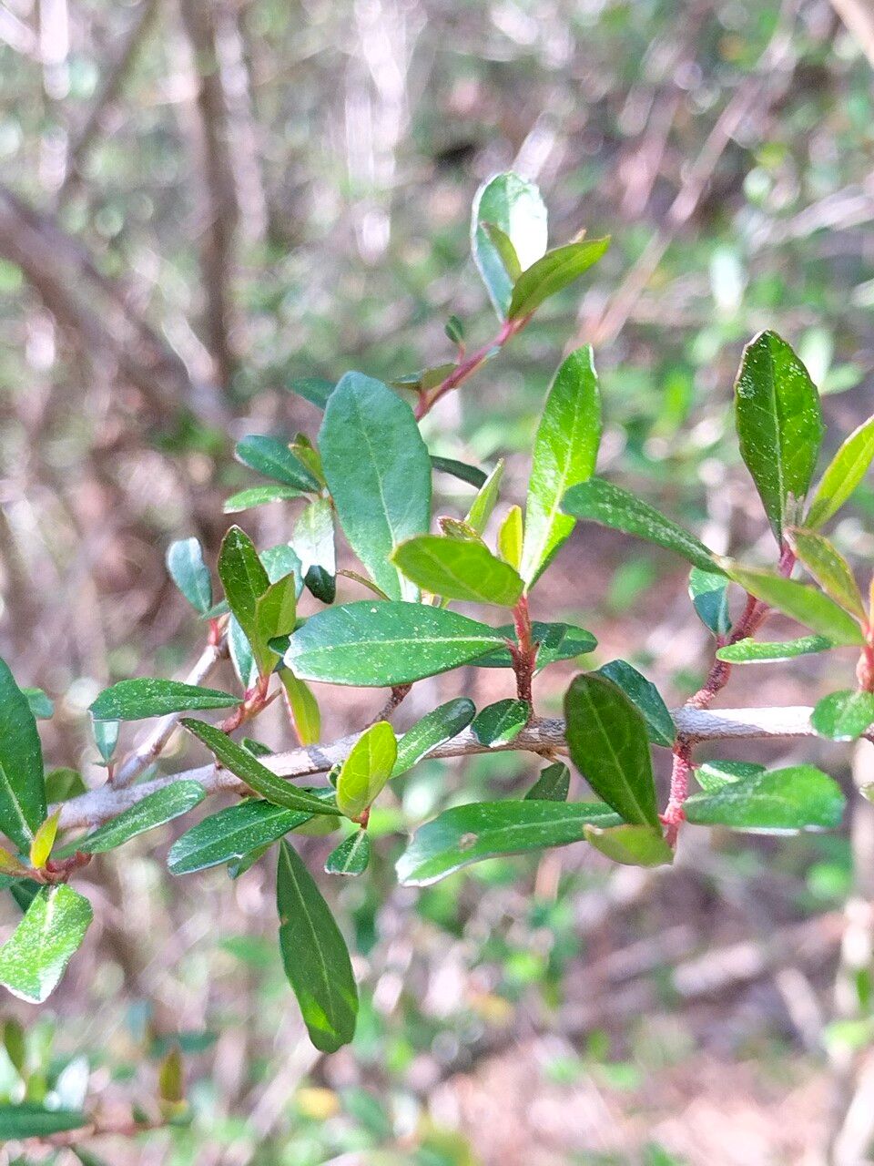 Viburnum obovatum leaf