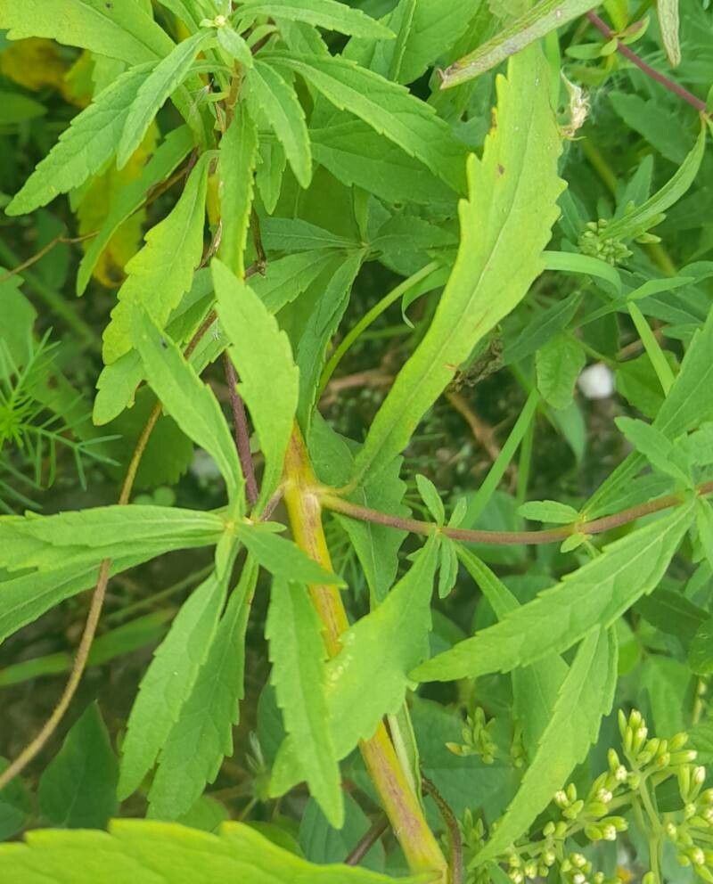 Stevia jujuyensis — houseplant care guide