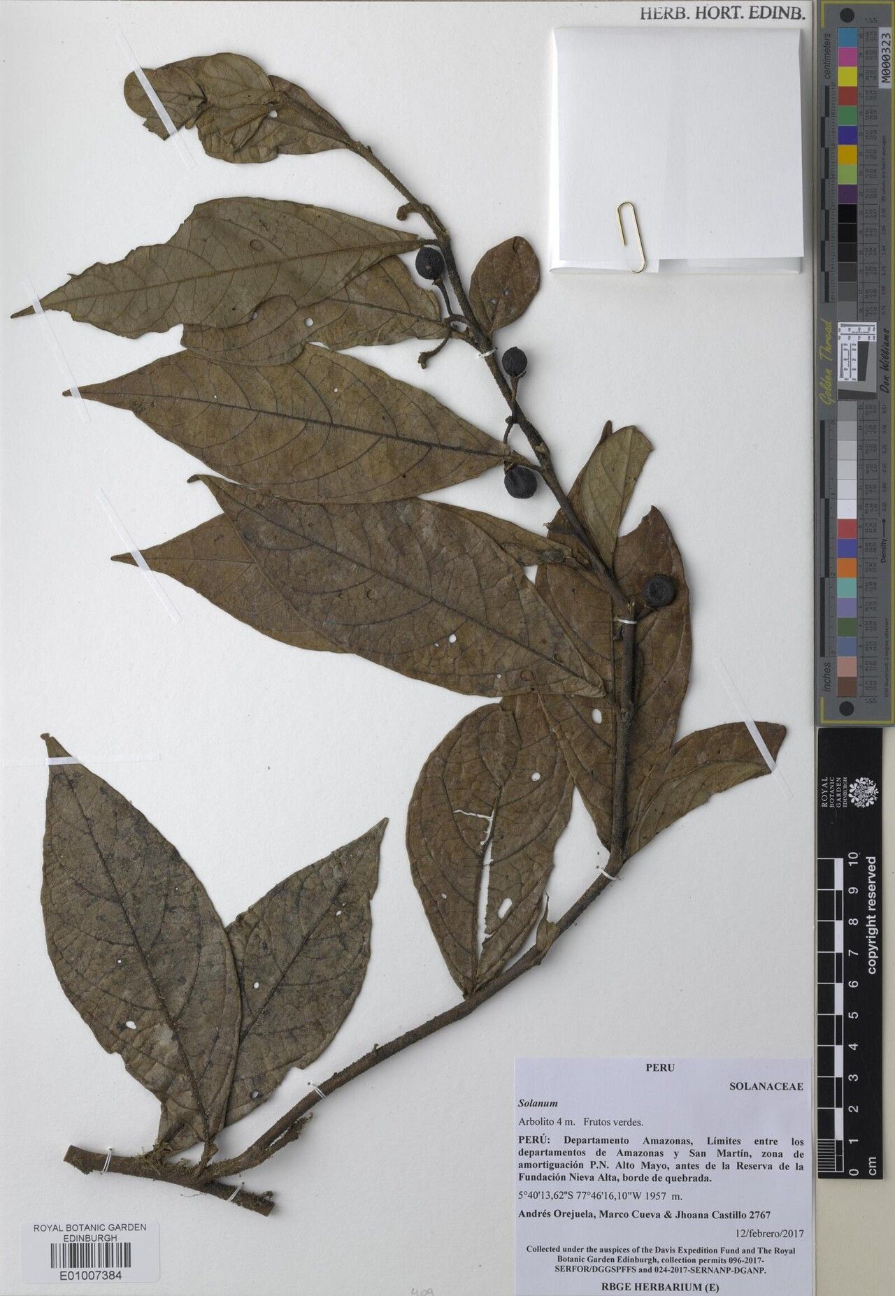 Solanum malletii — houseplant care guide