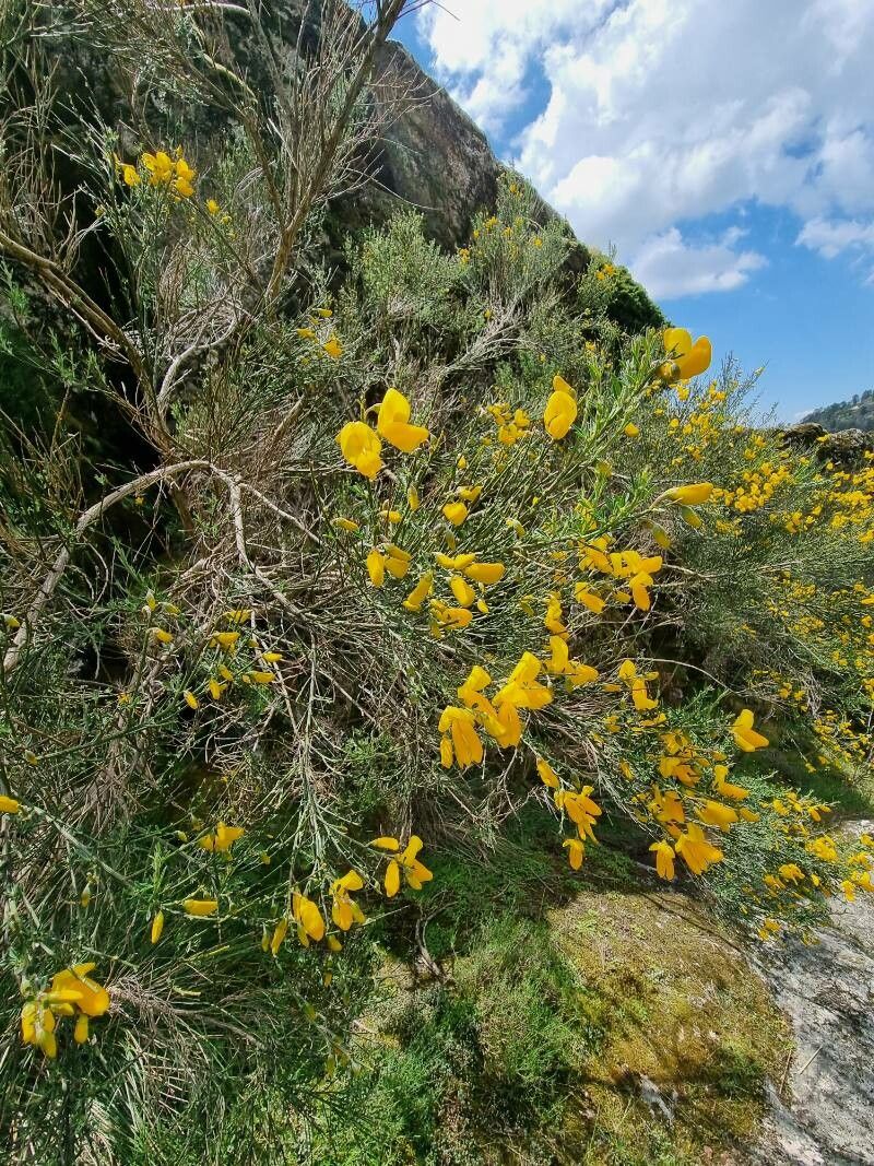 Cytisus striatus flower