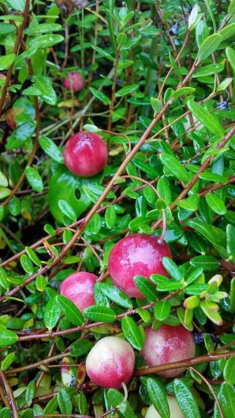 Vaccinium macrocarpon fruit