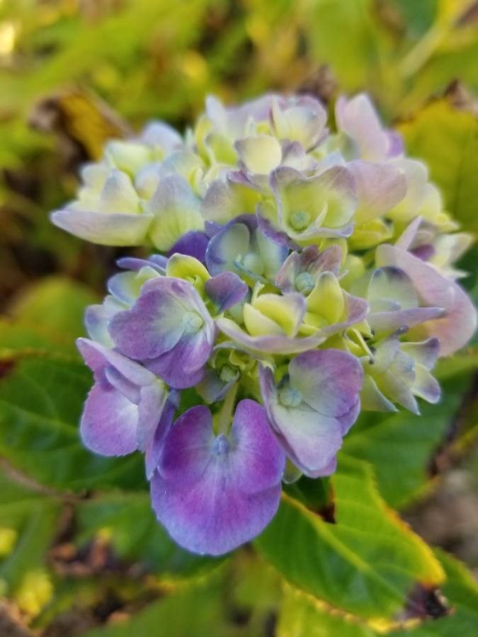 Hydrangea cinerea flower
