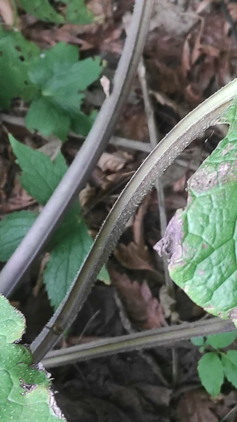 Trachystemon orientalis bark