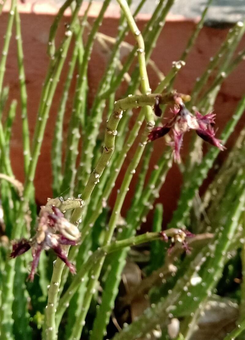 Caralluma adscendens flower