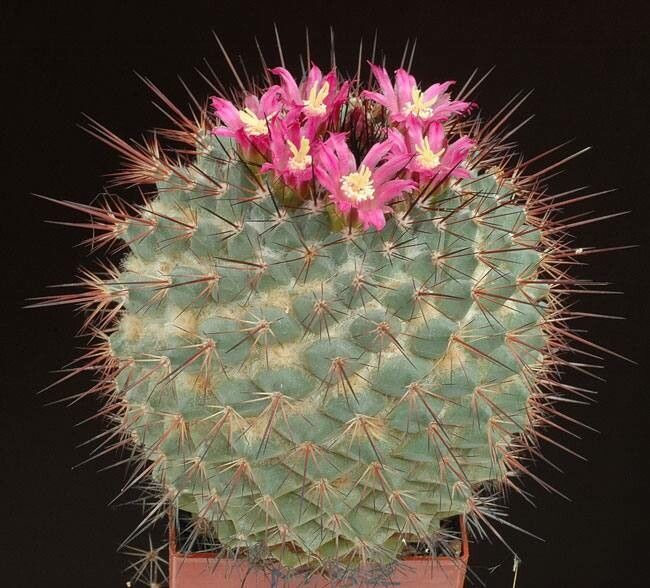 Mammillaria sonorensis habit